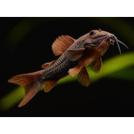 Коридорас венесуэла блэк (Corydoras sp. «Black Venezuela»)  Коридорас венесуэла блэк (Corydoras sp. «Black Venezuela»)
