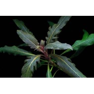 Стаурогин Бихар (Staurogyne sp. Bihar) Стаурогин Бихар (Staurogyne sp. Bihar)