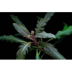 Стаурогин Бихар (Staurogyne sp. Bihar) Стаурогин Бихар (Staurogyne sp. Bihar)