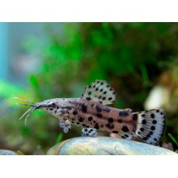 Таракатум обычный (Hoplosternum thoracatum) Таракатум обычный (Hoplosternum thoracatum)