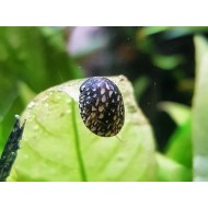 Theodoxus fluviatilis