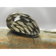 Теодоксус (Theodoxus fluviatilis)