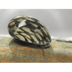 Теодоксус (Theodoxus fluviatilis) Теодоксус (Theodoxus fluviatilis)