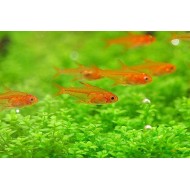 Тетра Аманда (Hyphessobrycon amandae) 