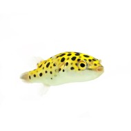 Тетраодон зеленый (Tetraodon nigroviridis)