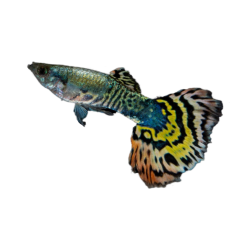 Гуппи Тигр (Tiger Guppy) Гуппи Тигр (Tiger Guppy)