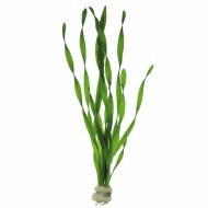 Валлиснерия Спиральная (Vallisneria Spiralis) Валлиснерия Спиральная (Vallisneria Spiralis)