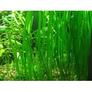 Валлиснерия американская (Vallisneria americana) 