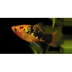 Пецилия многоцветная ассорти (Xiphophorus maculatus) Пецилия многоцветная ассорти (Xiphophorus maculatus)