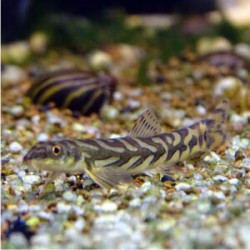 Вьюн "Зодиак" (Mesonoemacheilus triangularis) Вьюн "Зодиак" (Mesonoemacheilus triangularis)