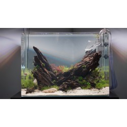 Коряга Дракон