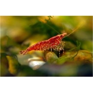 Креветка Черри/Неокардина (Neocaridina heteropoda) Креветка Черри/Неокардина (Neocaridina heteropoda)