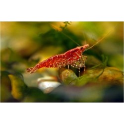 Креветка Черри/Неокардина (Neocaridina heteropoda) Креветка Черри/Неокардина (Neocaridina heteropoda)