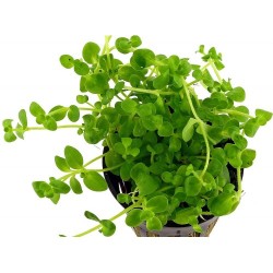 Бакопа Южная (Bacopa australis) Бакопа Южная (Bacopa australis)
