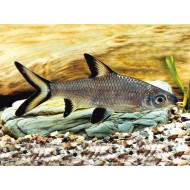 Акулий балу (Balantiocheilos melanopterus) 