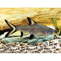 Акулий балу (Balantiocheilos melanopterus) 