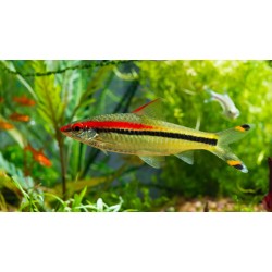 Barbus Denisoni (Sahyadria denisonii)