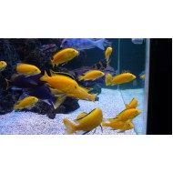 Labidochromis galben (Labidochromis caeruleus "Yellow") 