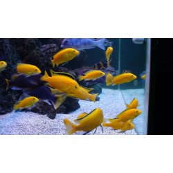 Лабидохромис еллоу (Labidochromis caeruleus "Yellow")