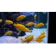 Labidochromis galben (Labidochromis caeruleus "Yellow") 