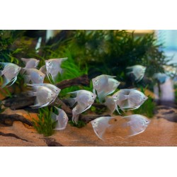 Скалярия белая (Pteregophylum Scallare)  Скалярия белая (Pteregophylum Scallare)