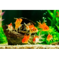 Вуалехвост красный, красно-белый (Carassius auratus)