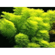 Амбулия королевская (Limnophila aquatica)