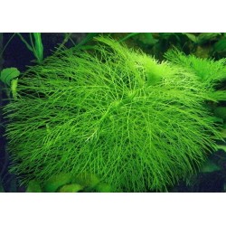 Амбулия королевская (Limnophila aquatica) Амбулия королевская (Limnophila aquatica)
