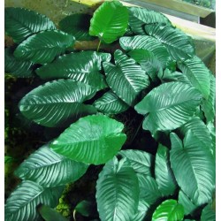 Анубиас Каладифолия (Anubias Barteri var. Caladiifolia) Анубиас Каладифолия (Anubias Barteri var. Caladiifolia)