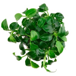 Анубиас Бартера карликовый (Anubias barteri var. nana) Анубиас Бартера карликовый (Anubias barteri var. nana)