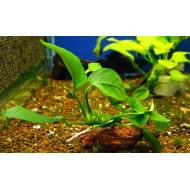 Анубиас Бартера карликовый (Anubias barteri var. nana)