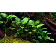 Анубиас Бартера карликовый (Anubias barteri var. nana) Анубиас Бартера карликовый (Anubias barteri var. nana)