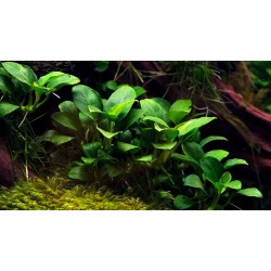 Анубиас Бартера карликовый (Anubias barteri var. nana) Анубиас Бартера карликовый (Anubias barteri var. nana)