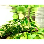 Анубиас Панголино (Anubias Pangolino)  Анубиас Панголино (Anubias Pangolino)