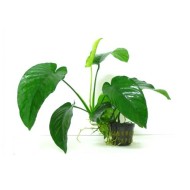 Анубиас Бартера (Anubias barteri)