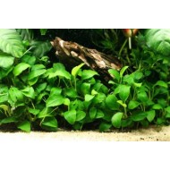 Анубиас Бартера (Anubias barteri)