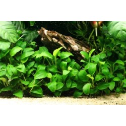 Анубиас Бартера (Anubias barteri) Анубиас Бартера (Anubias barteri)