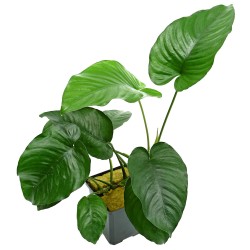 Анубиас Каладифолия (Anubias Barteri var. Caladiifolia) Анубиас Каладифолия (Anubias Barteri var. Caladiifolia)