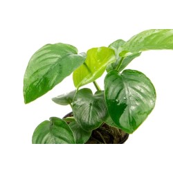 Анубиас Бартера широколистный (Anubias barteri var. barteri ‘Broad Leaf’) Анубиас Бартера широколистный (Anubias barteri var. barteri ‘Broad Leaf’)