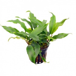 Анубиас Круизинг минима (Anubias Kruising minima) Анубиас Круизинг минима (Anubias Kruising minima)