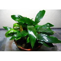 Анубиас Круизинг минима (Anubias Kruising minima) Анубиас Круизинг минима (Anubias Kruising minima)