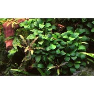 Anubias barteri var. nana "Petite"