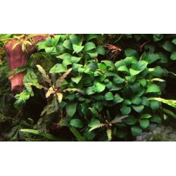 Анубиас Нана Петит (Anubias barteri var. nana "Petite") Анубиас Нана Петит (Anubias barteri var. nana "Petite")