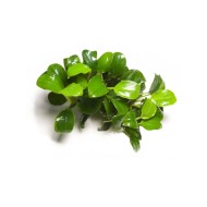 Anubias barteri var. nana "Petite"
