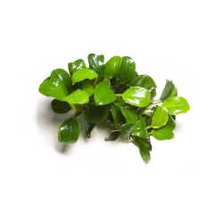 Анубиас Нана Петит (Anubias barteri var. nana "Petite") Анубиас Нана Петит (Anubias barteri var. nana "Petite")
