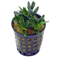 Анубиас Панголино (Anubias Pangolino)  Анубиас Панголино (Anubias Pangolino)