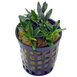 Анубиас Панголино (Anubias Pangolino)  Анубиас Панголино (Anubias Pangolino)