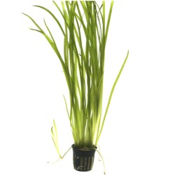 Валлиснерия американская (Vallisneria americana)  Валлиснерия американская (Vallisneria americana)