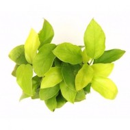 Анубиас нана золотой (Anubias nana sp golden) Анубиас нана золотой (Anubias nana sp golden)
