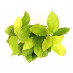 Анубиас нана золотой (Anubias nana sp golden) Анубиас нана золотой (Anubias nana sp golden)